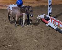 lesson-therapy-horse