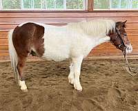 pinto-therapy-horse