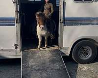 bows-miniature-horse