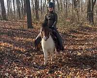 camp-miniature-horse