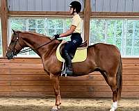 all-around-appendix-horse