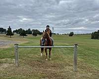 bug-appendix-horse