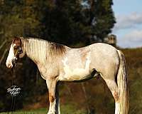 all-around-draft-horse