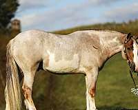 white-blaze-socks-horse
