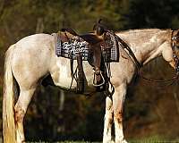 beginner-draft-horse
