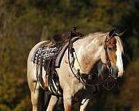 companion-draft-horse