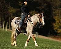 cross-draft-horse