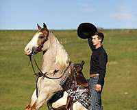 draft-horse