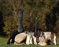 finished-draft-horse