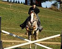 flashy-draft-horse