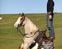 driving-draft-horse