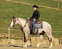 harness-draft-horse