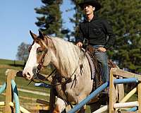 husband-safe-draft-horse