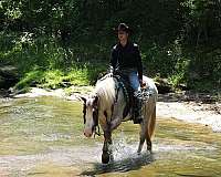 jumping-draft-horse