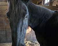 brown-trail-riding-western-riding-horse