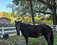 trail-riding-western-riding-tennessee-walking-horse