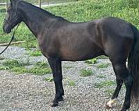 black-tennessee-walking-gelding
