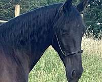 all-around-trail-riding-tennessee-walking-horse
