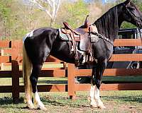 black-team-d-horse