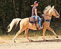 palomino-see-pictures-horse