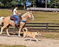 gaited-horse-kentucky-mountain