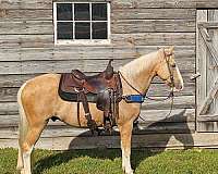 trail-gaited-horse-kentucky-mountain