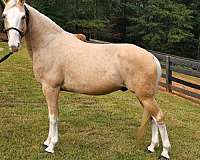 palomino-kentucky-mountain-horse