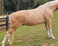 gelding-kentucky-mountain-horse