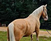 kentucky-mountain-horse