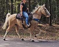 all-around-kentucky-mountain-horse