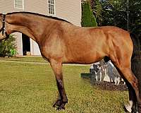 see-pictures-horse
