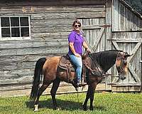 buckskin-see-pictures-horse