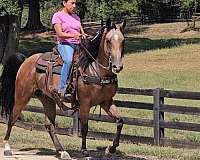 gaited-horse-missouri-fox-trotter