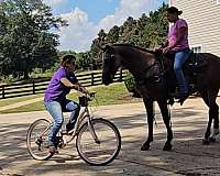 trail-gaited-horse-missouri-fox-trotter