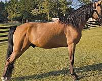 show-horse-missouri-fox-trotter