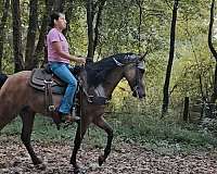 husband-safe-horse-missouri-fox-trotter