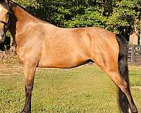 trained-gaited-horse-missouri-fox-trotter