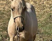 magnum-chic-dream-quarter-horse