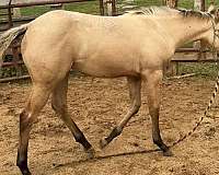 panel-tested-quarter-horse