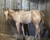 conquistador-whiz-horse