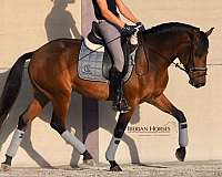 lusitano-horse