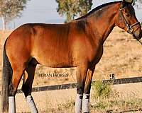 bay-lusitano-horse