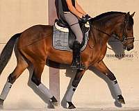 stallion-lusitano-horse
