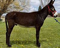 bue-eyes-blaze-donkey