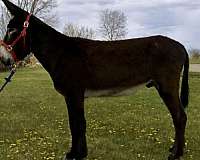 tobiano-bue-eyes-blaze-donkey