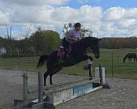 thoroughbred-mare