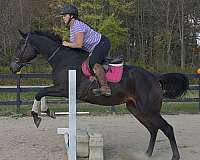 thoroughbred-horse-for-sale