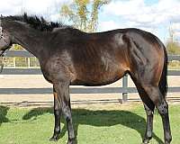 thoroughbred-horse