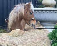 pony-miniature
