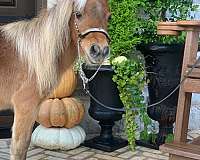 mini-miniature-pony
